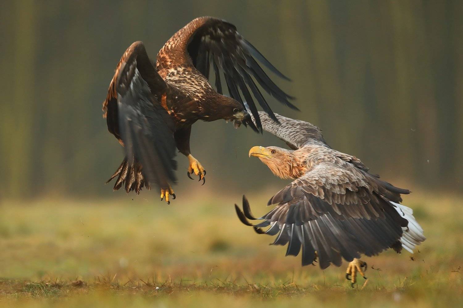 , Łukasz Sok&oacute;ł