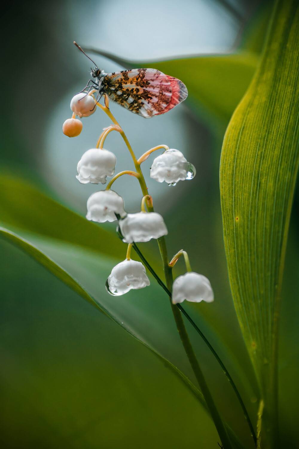 , Роман Зайцев