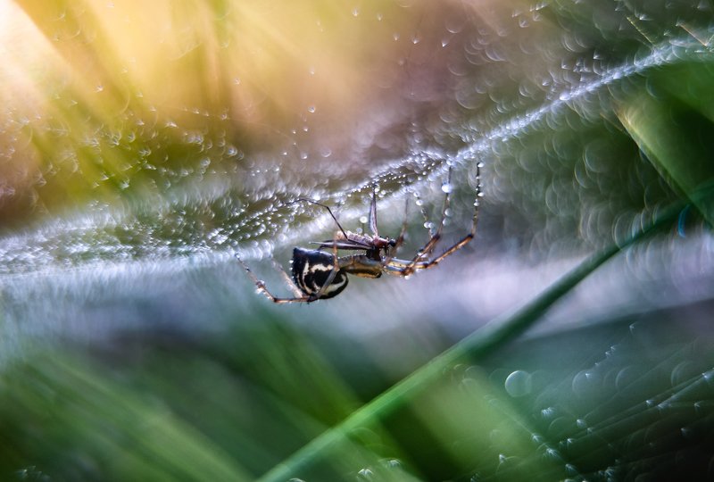 macro, spider, web, bokeh, vintage lens, nature, abstract breakfest фото превью
