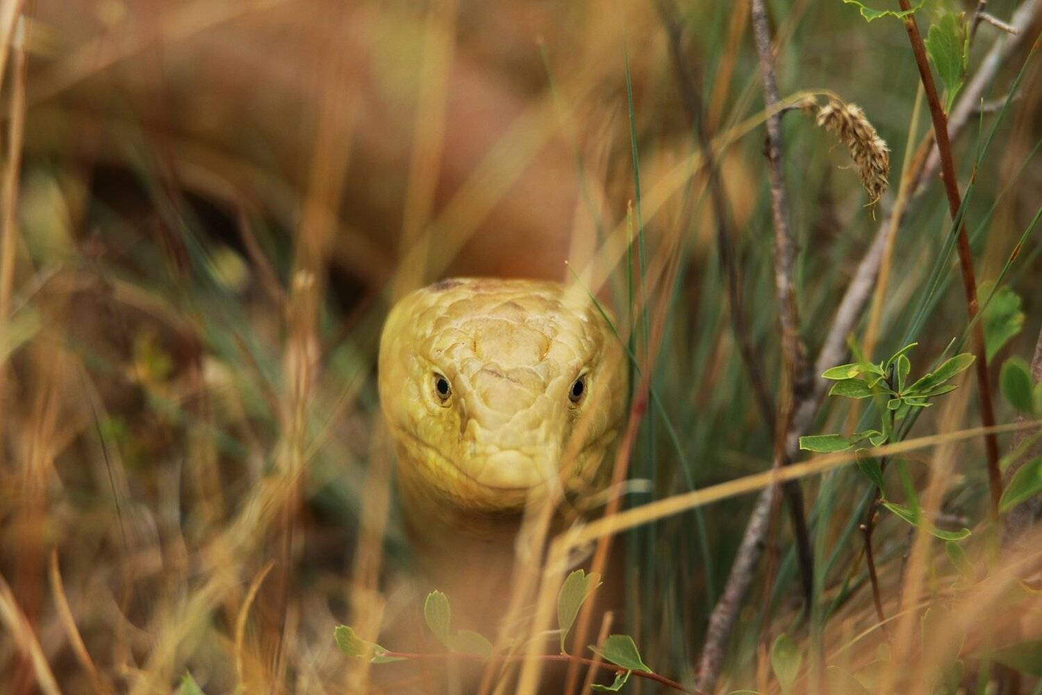 желтопузик,ящерица,, Marat Magov