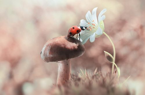 Чем пахнут цветы?