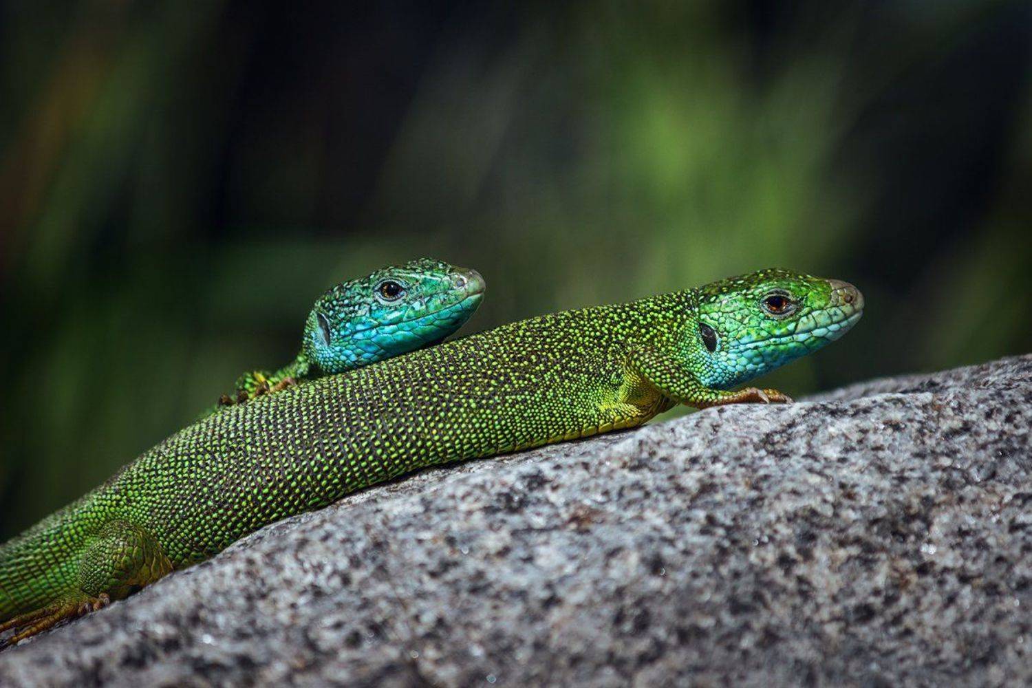 canon 55-250, beautiful, красивый, moment, момент, nature, природа, wildlife, живая, spring, весна, весенний, reptile, рептилия, lizard, ящерица, green, зеленая, couple, пара,, Наталья Терентьева