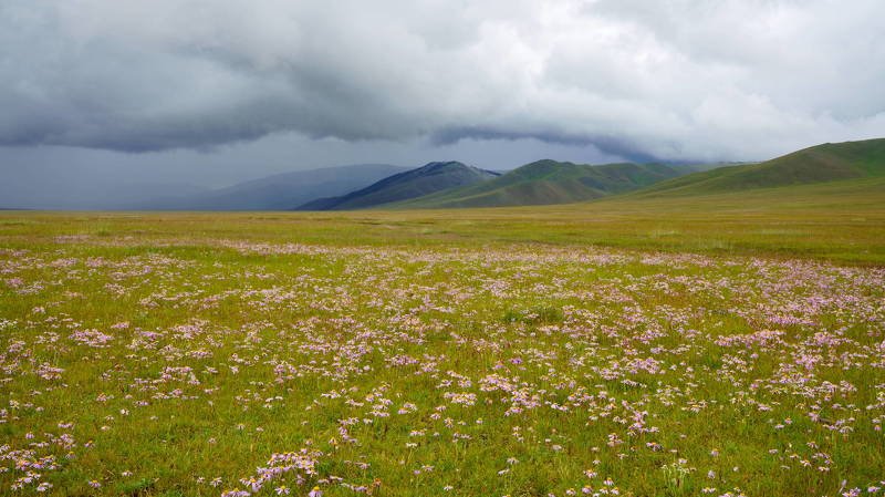 mongolia, grassland, meadow, wildflower, sky, mountain, cloud, travel, beautiful, field, shower, Wildflowers and showers фото превью