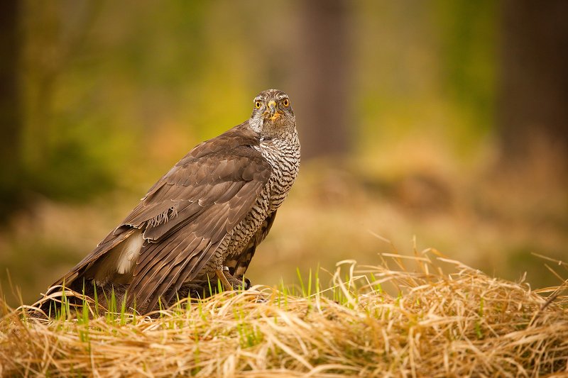 ястреб фото превью