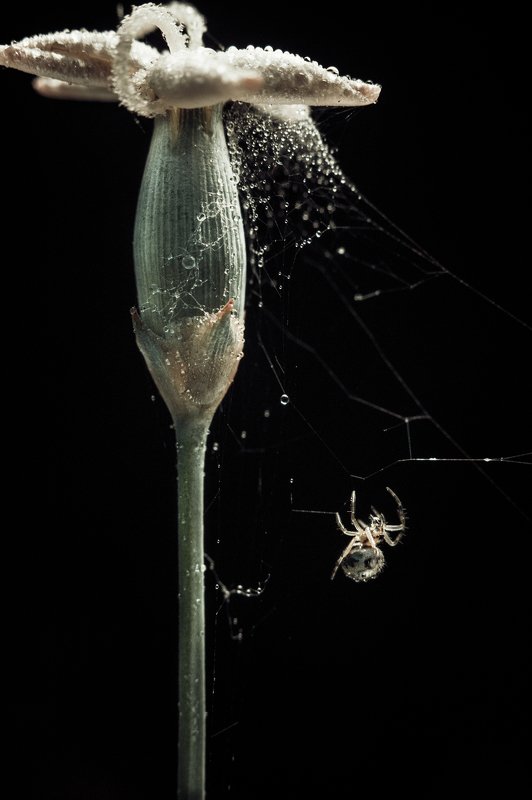 паук, цветок, макро, паутина, spider, flower, macro, spider web На волоске фото превью
