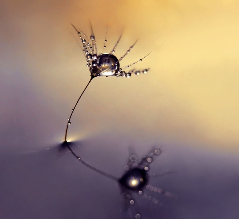 Drop in water фото превью