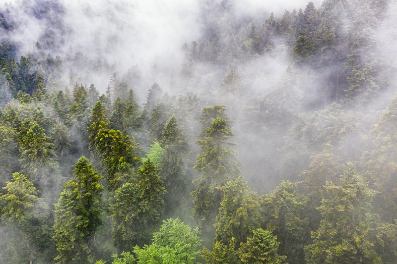 #forest #summer #after the rain #romania #aerial #drone view  After the rain фото превью
