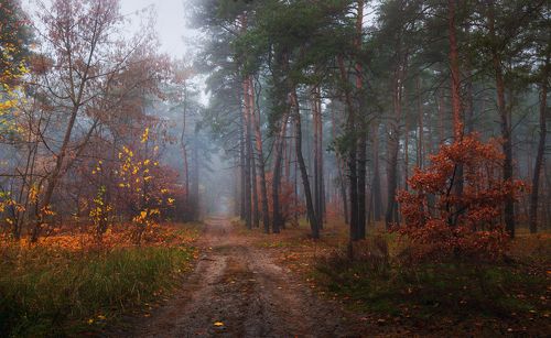 Горит пожар осенних листьев