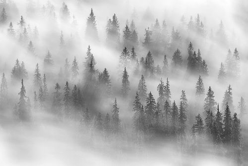 Dynamic Forest