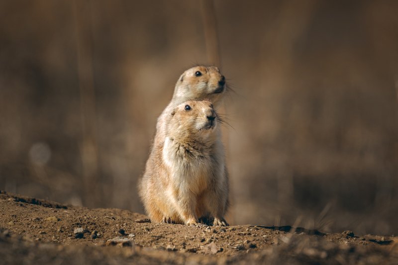Prairie dogs фото превью