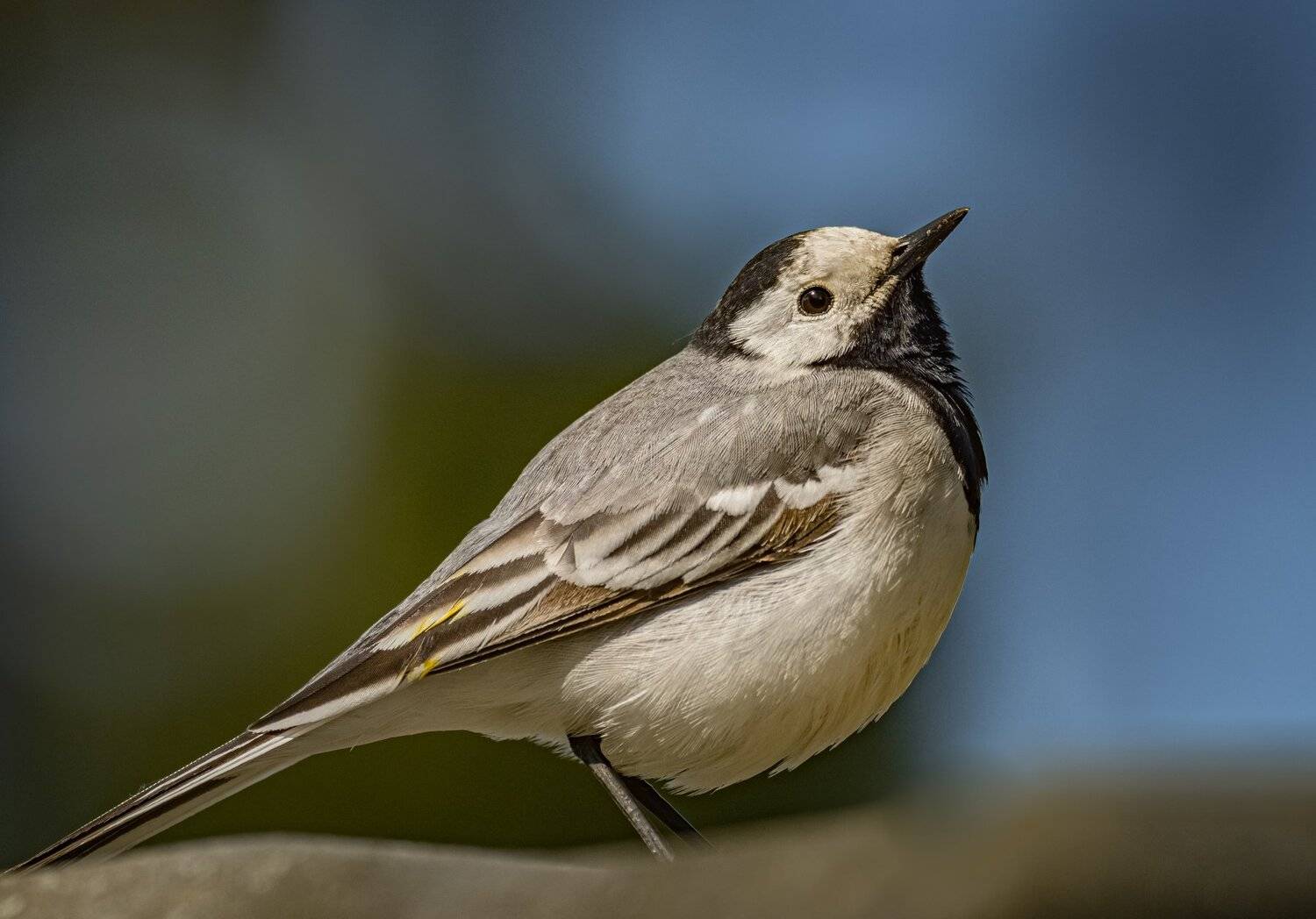 , Курлянцев Алексей