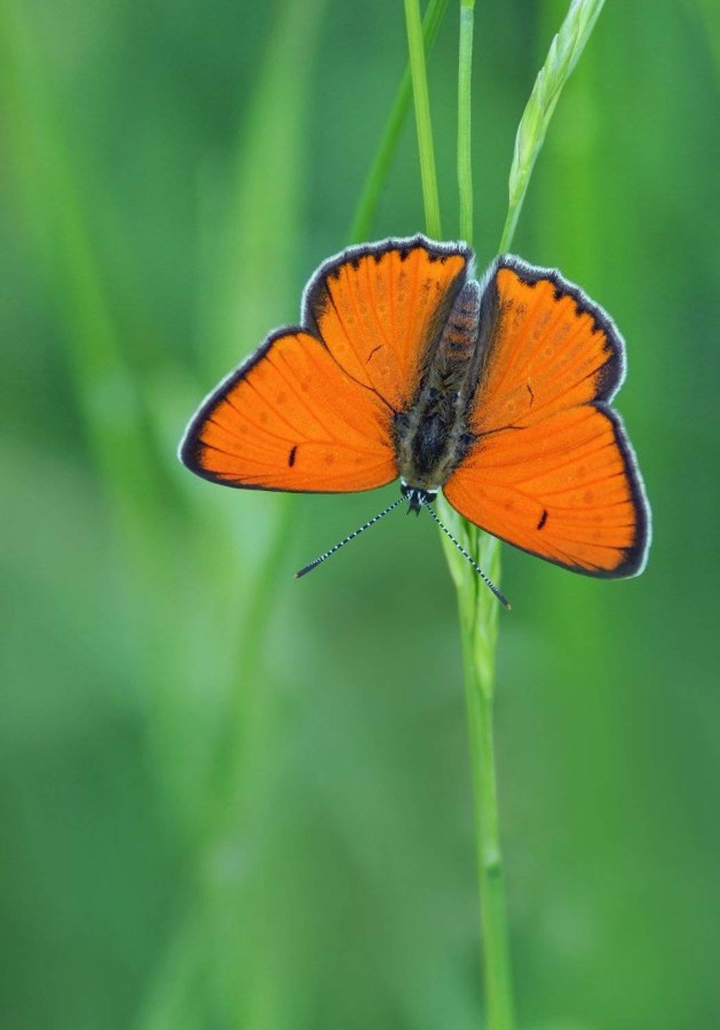 Бабочка, Червонец непарный, Чепленко Алексей