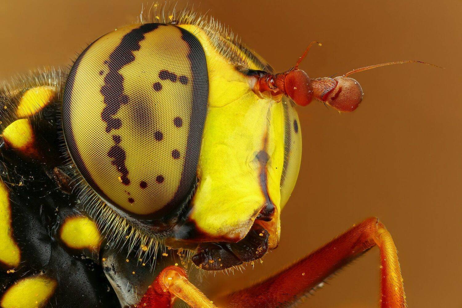 макро,природа,цвет,портрет,коричневый,глаза,муха,желтый, Андрей Шаповалов