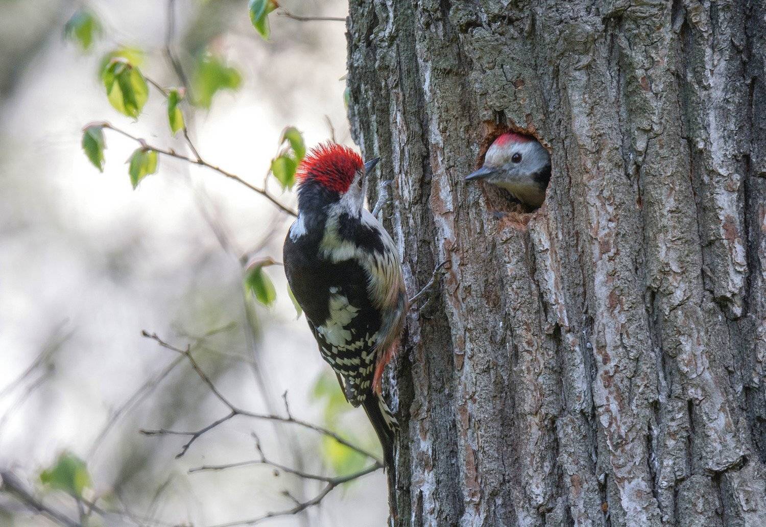 птица средний дятел, Руслан Сигушин