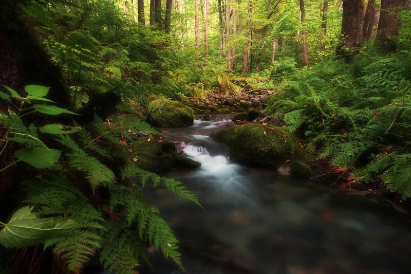 горы лес ручей Лесной ручей фото превью