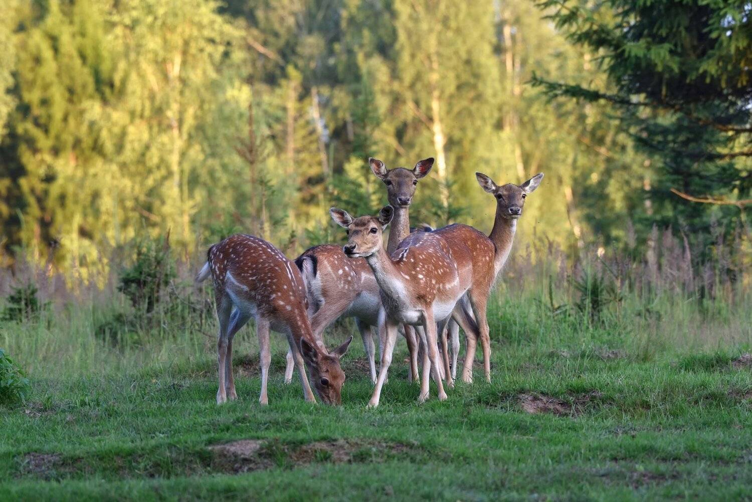 лес,олени,пятнистые, Виталий Полуэктов