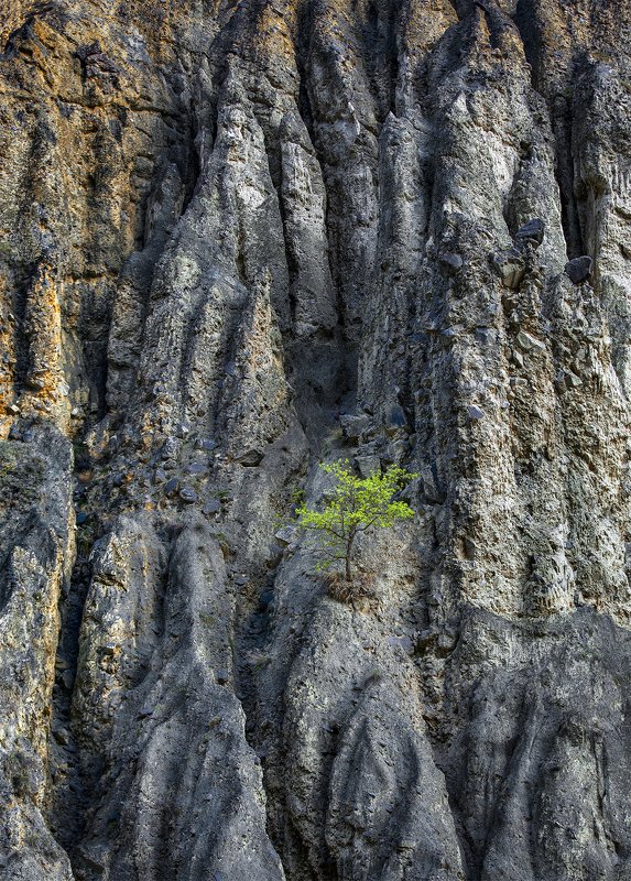 одинокое дерево фото превью