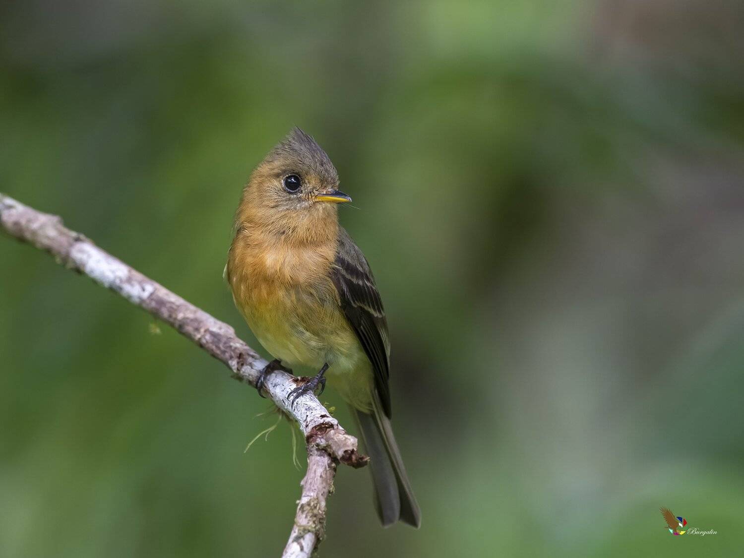 , Fernando Burgalin Sequeira