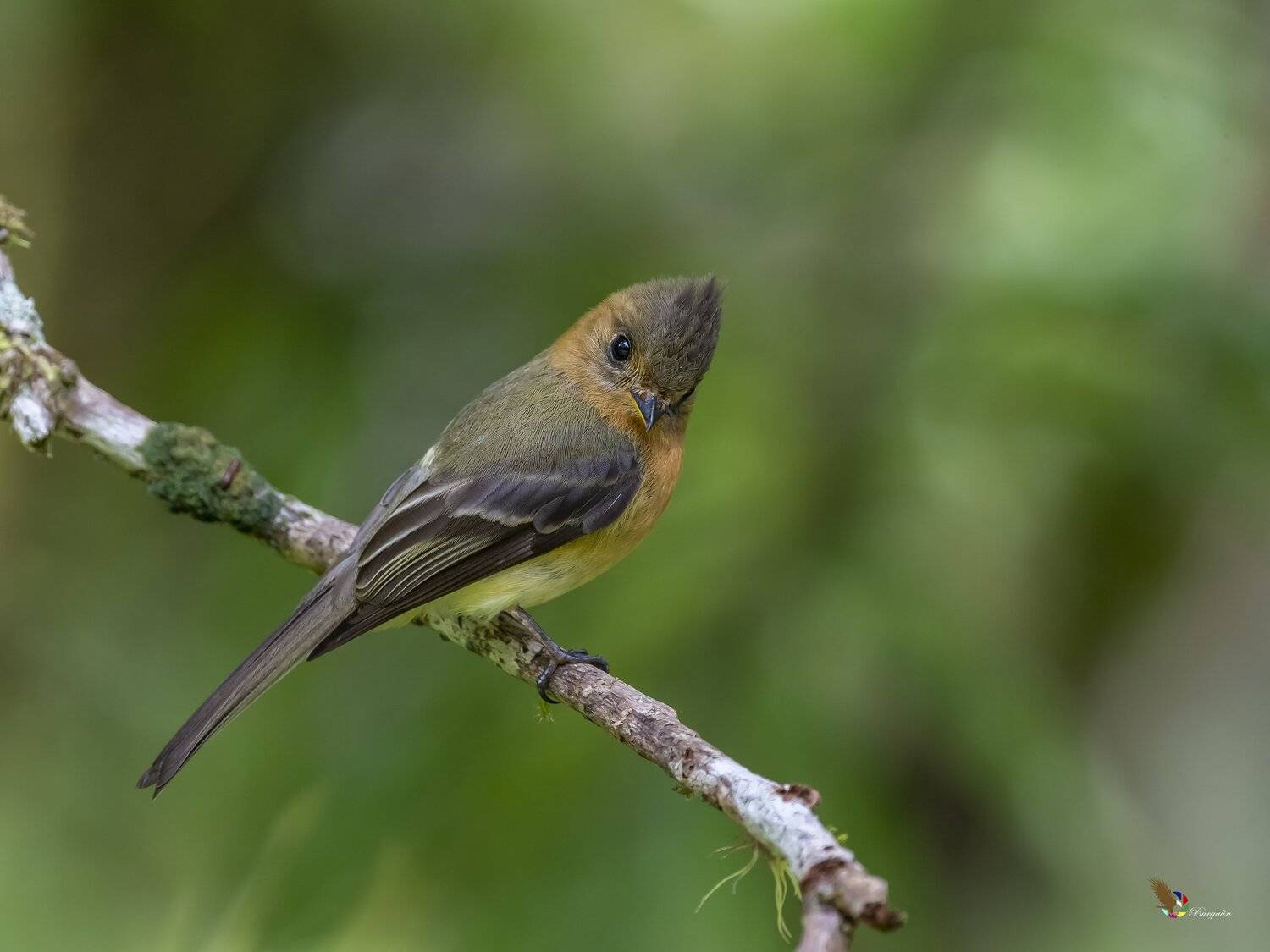 , Fernando Burgalin Sequeira