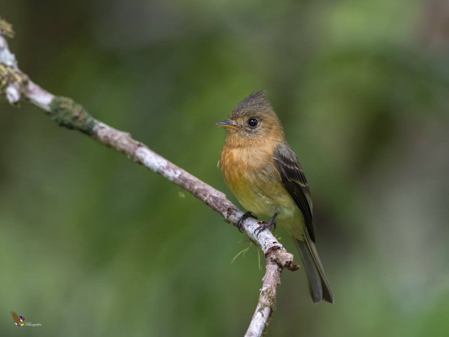 , Fernando Burgalin Sequeira