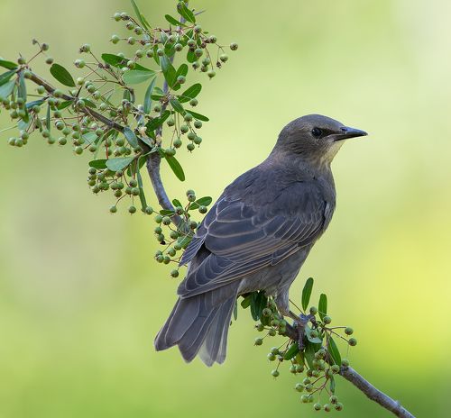 Cлеток. Обыкновенный скворец - European Starling