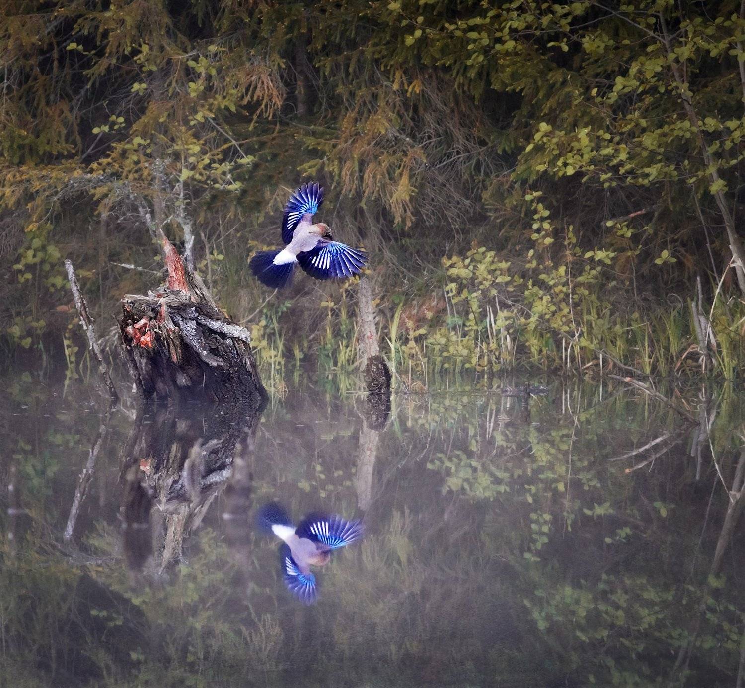 сойка, птица, bird watching, птицы, красивая, отражение, природа, Vyacheslav Lozhkin