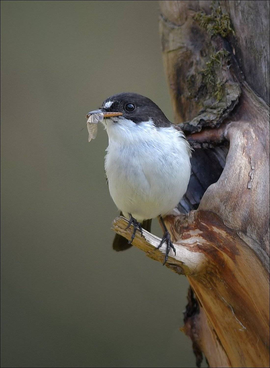 мухоловка-пеструшка, Андрей Медведев