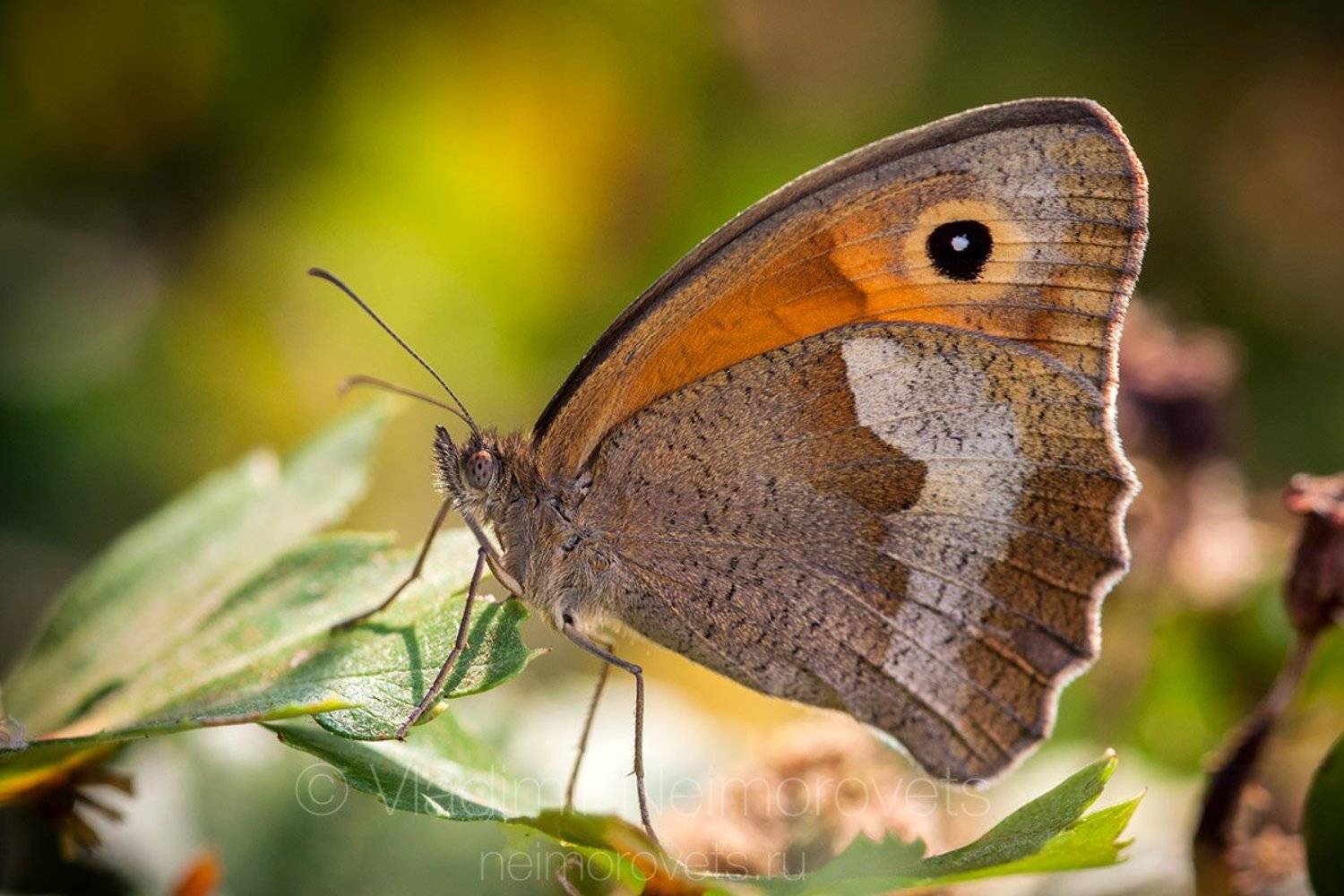 meadow brown, maniola jurtina, butterfly, insect, lepidoptera, brown, leaves, summer, sunlight, Russia, Northwestern Caucasus, Krasnodar Territory, Ilsky, Владимир Нейморовец