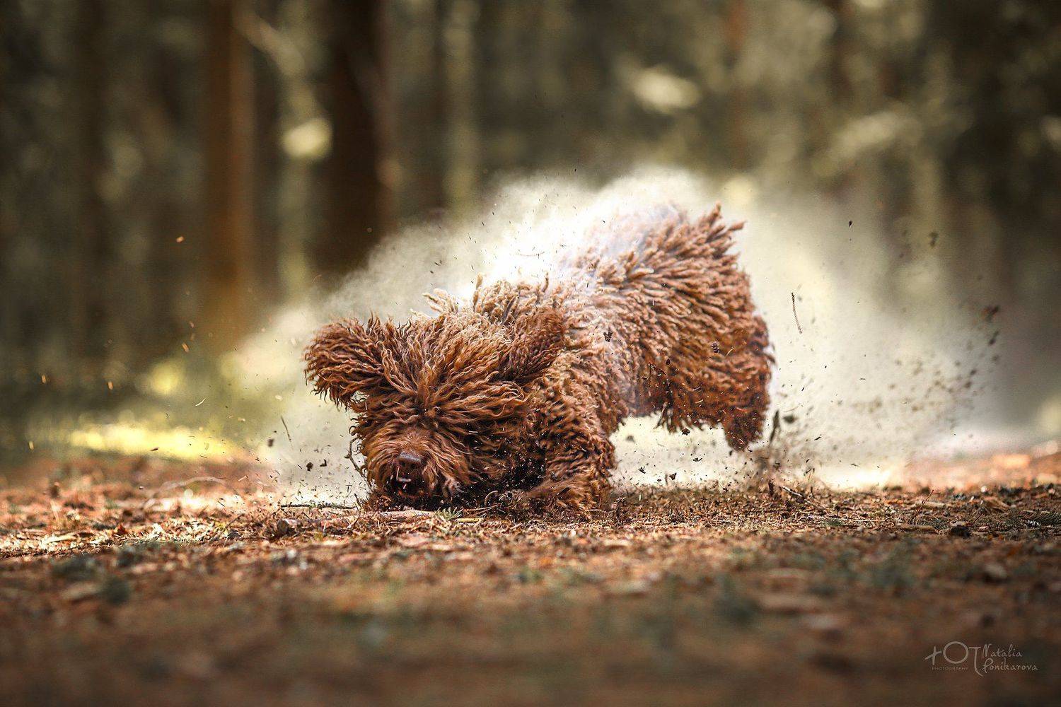 , Наталия Поникарова