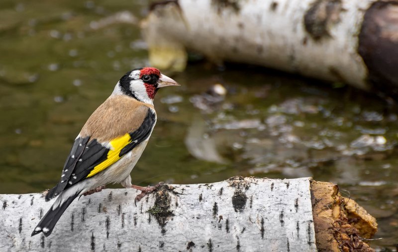 птица, щегол, водопой, Щегол.. фото превью