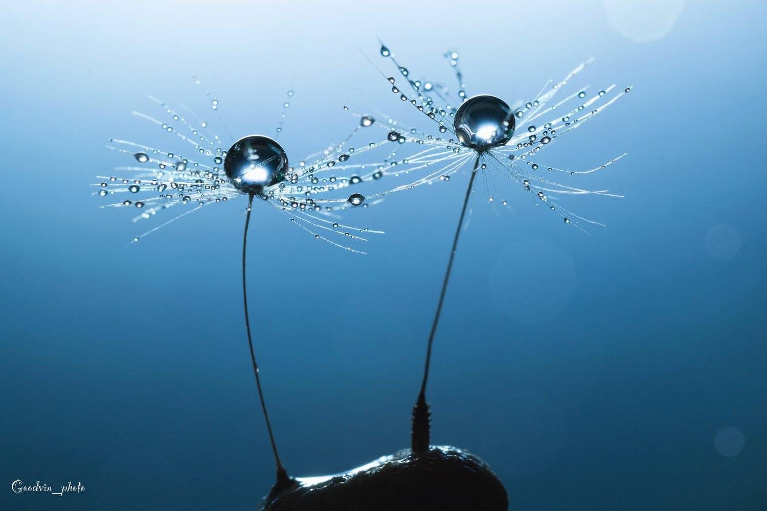 одуванчик, пушинка, капли, макро, роса, природа, красота, синий, небо, растения, Людмила Гудина
