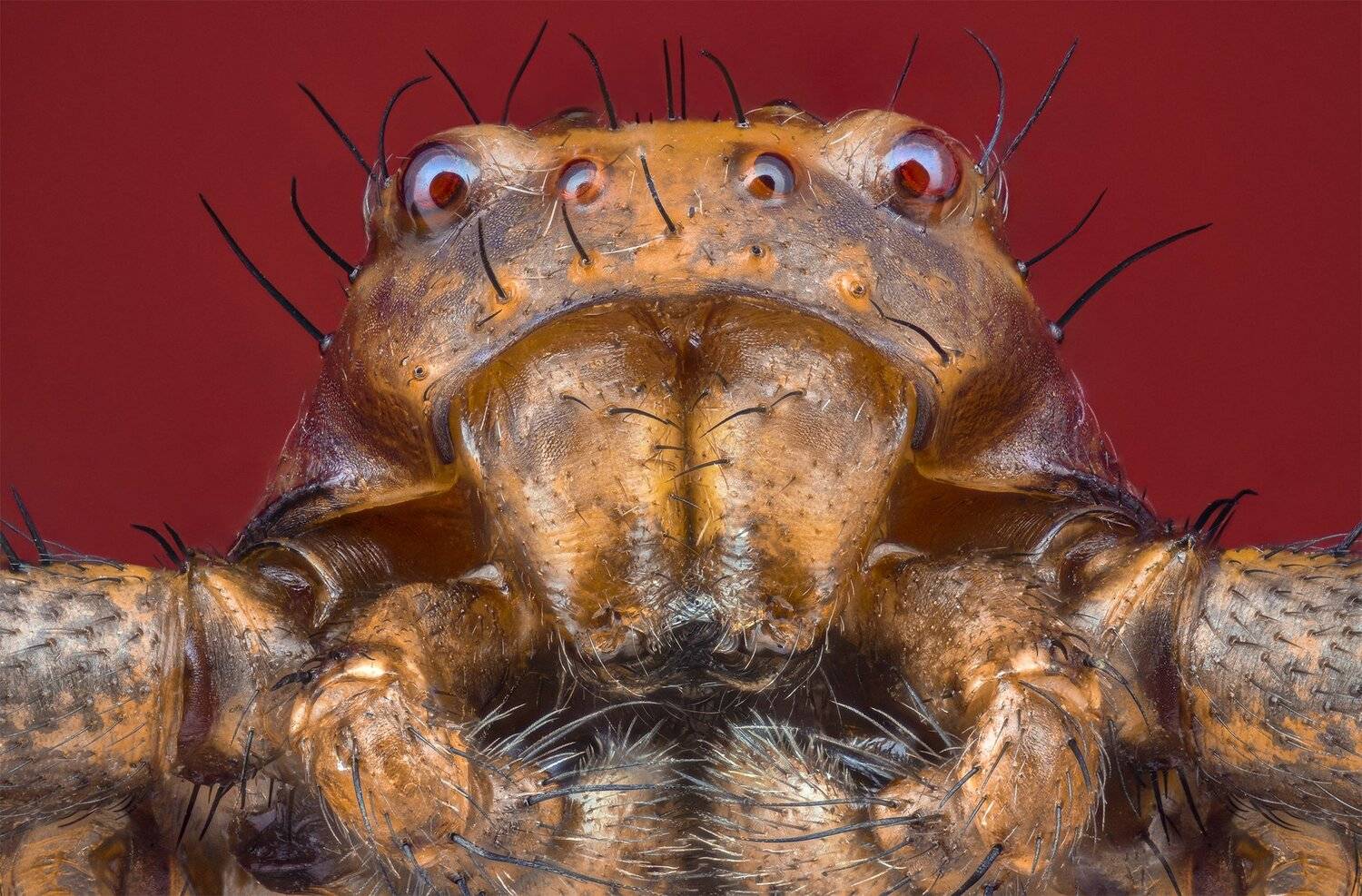 ceclii, macro, nikon d3400, semiplan, Tsvetan Ganev