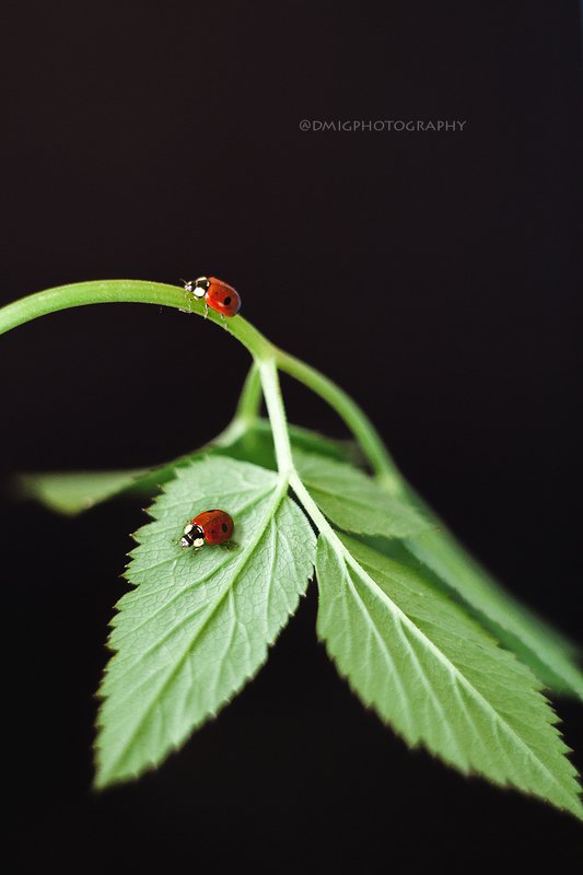 божьякоровка, макро, макромир, природа, весна, фон, цвет,  Привет, май! фото превью