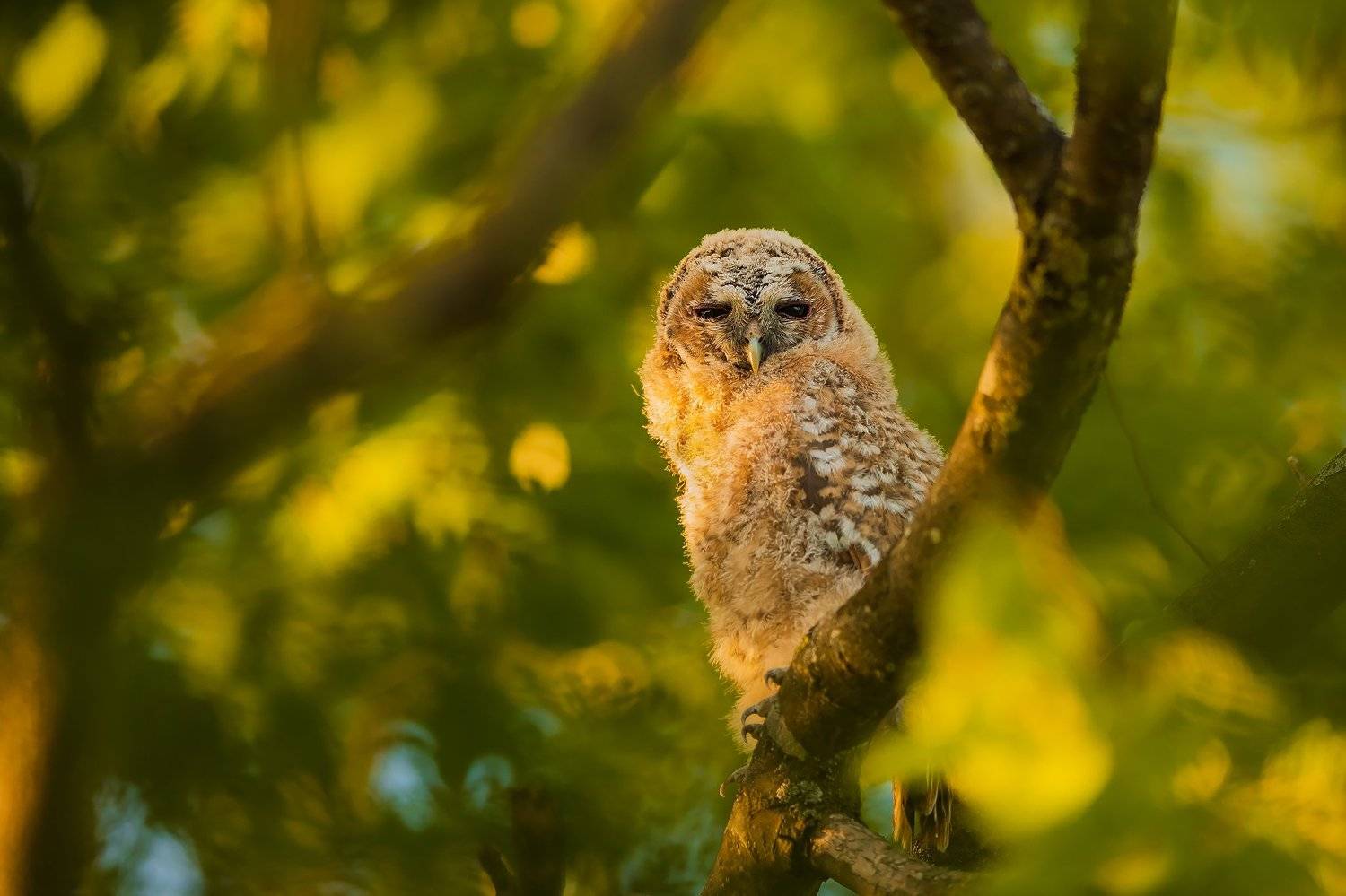 , Łukasz Sok&oacute;ł
