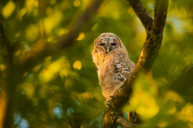 Mr Sleepy фото превью