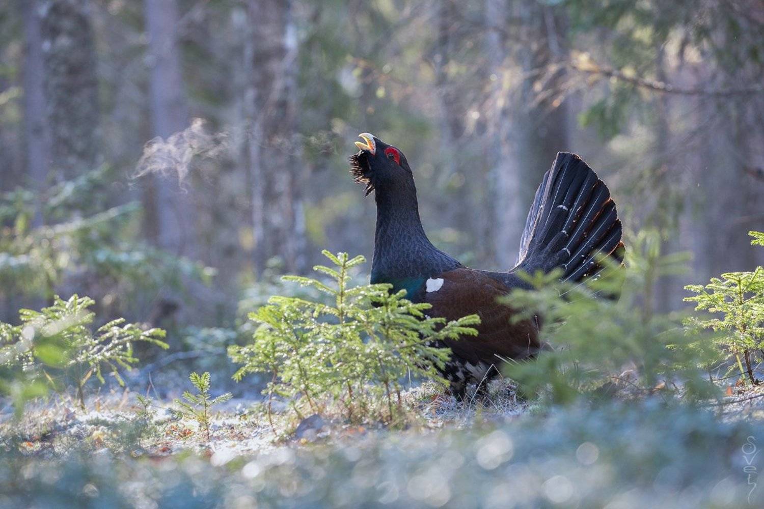 глухарь, дыхание, Байбекова Светлана