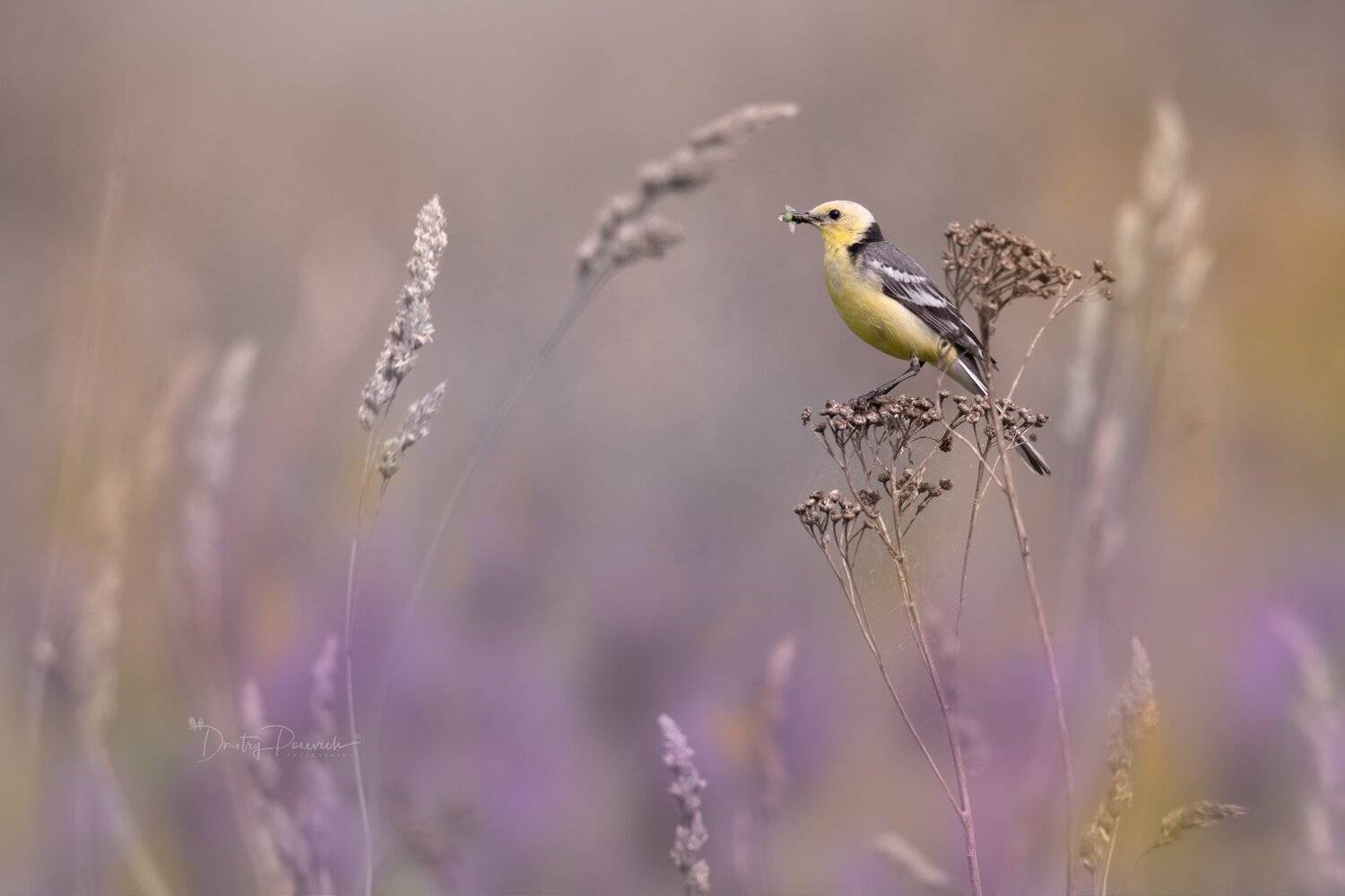 природа, лес, животные, птицы, Дмитрий Посевич