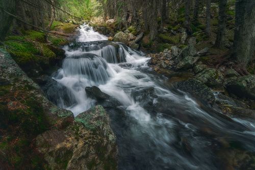 Garden of wilderness