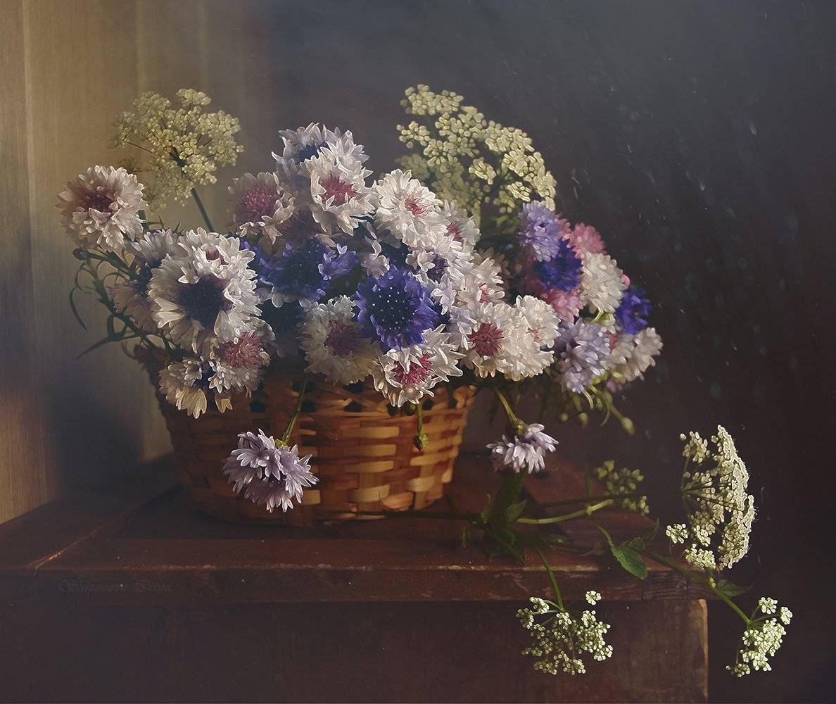 , Шипунова Ирина