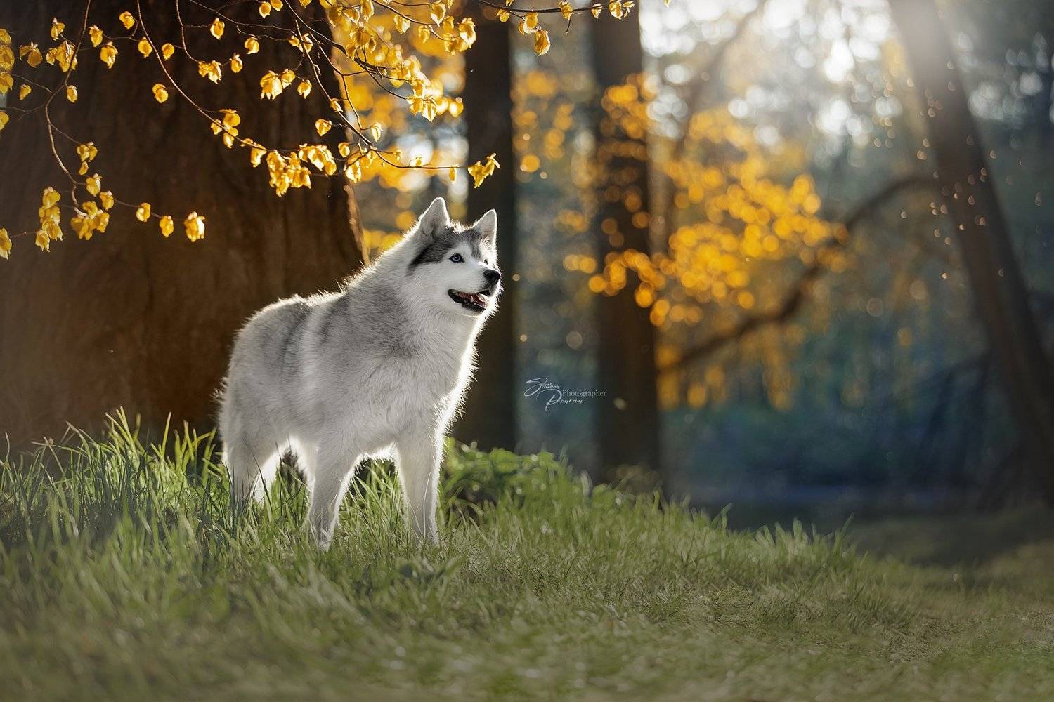 , Светлана Писарева