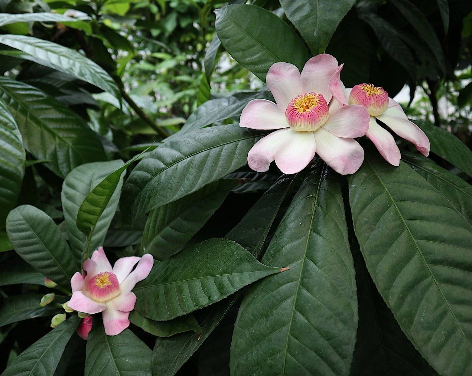 растение цветок густавия, Александр Зорин