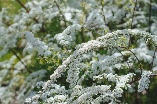 Пушистая спирея