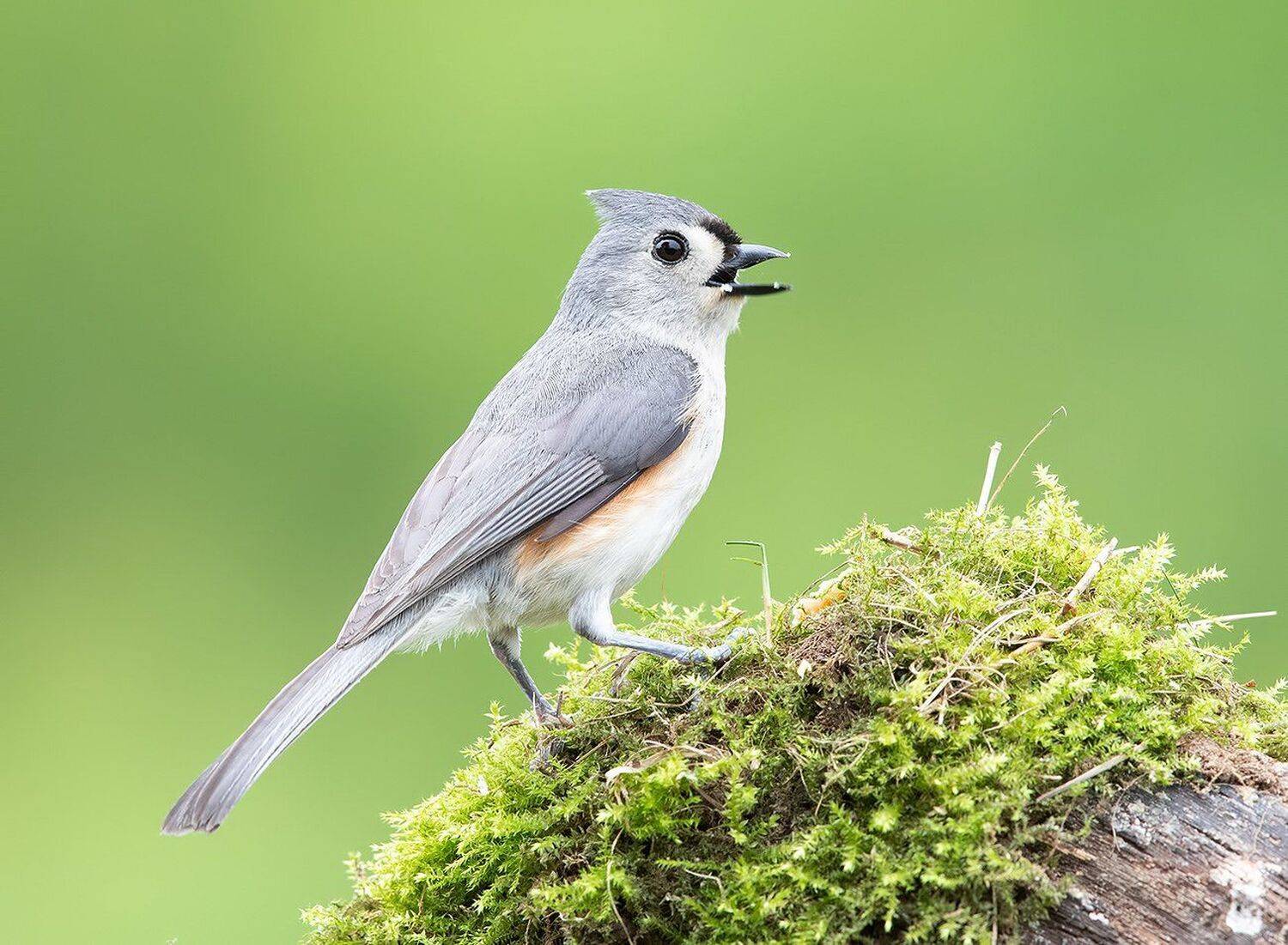 titmouse, tufted, острохохлая синица, синица, птицы сша, Elizabeth Etkind