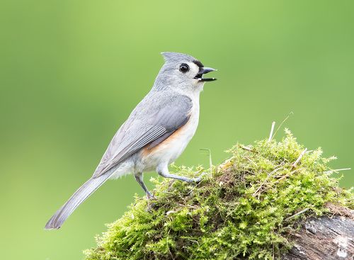 Tufted Titmouse -Острохохлая синица