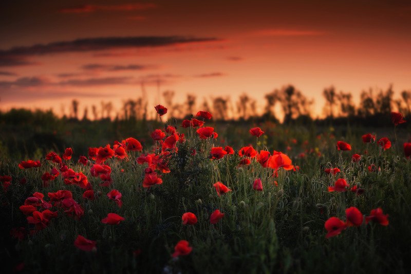 Красные маки фото превью