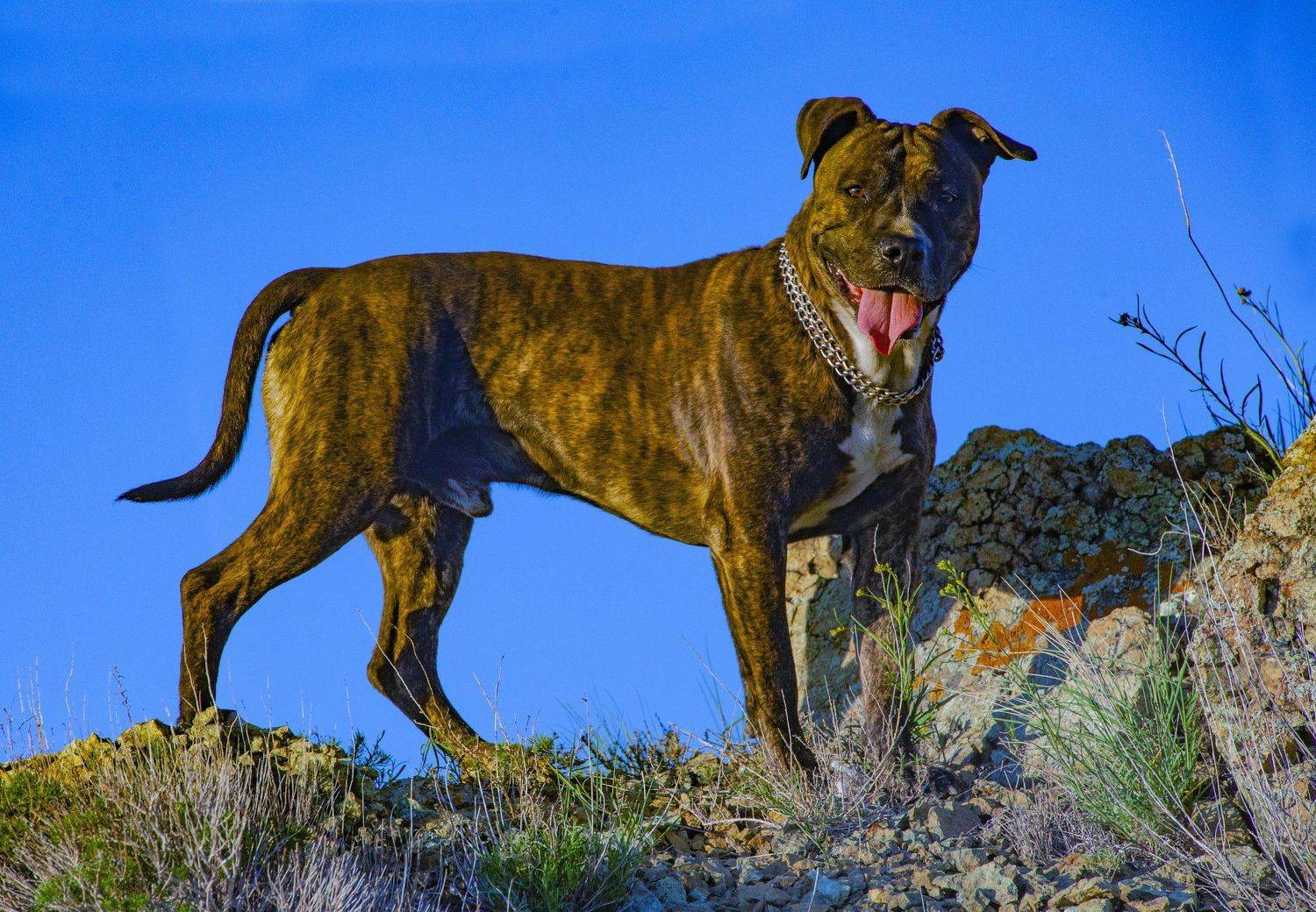 , петр чиков