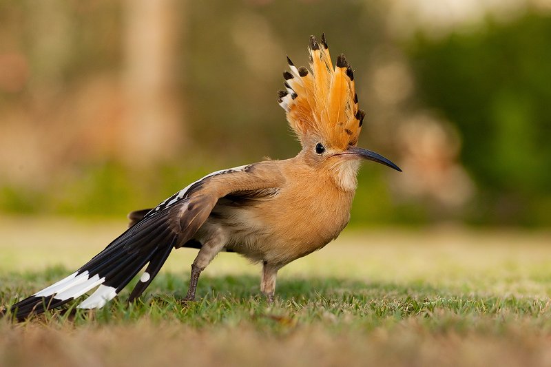 Hoopoe фото превью