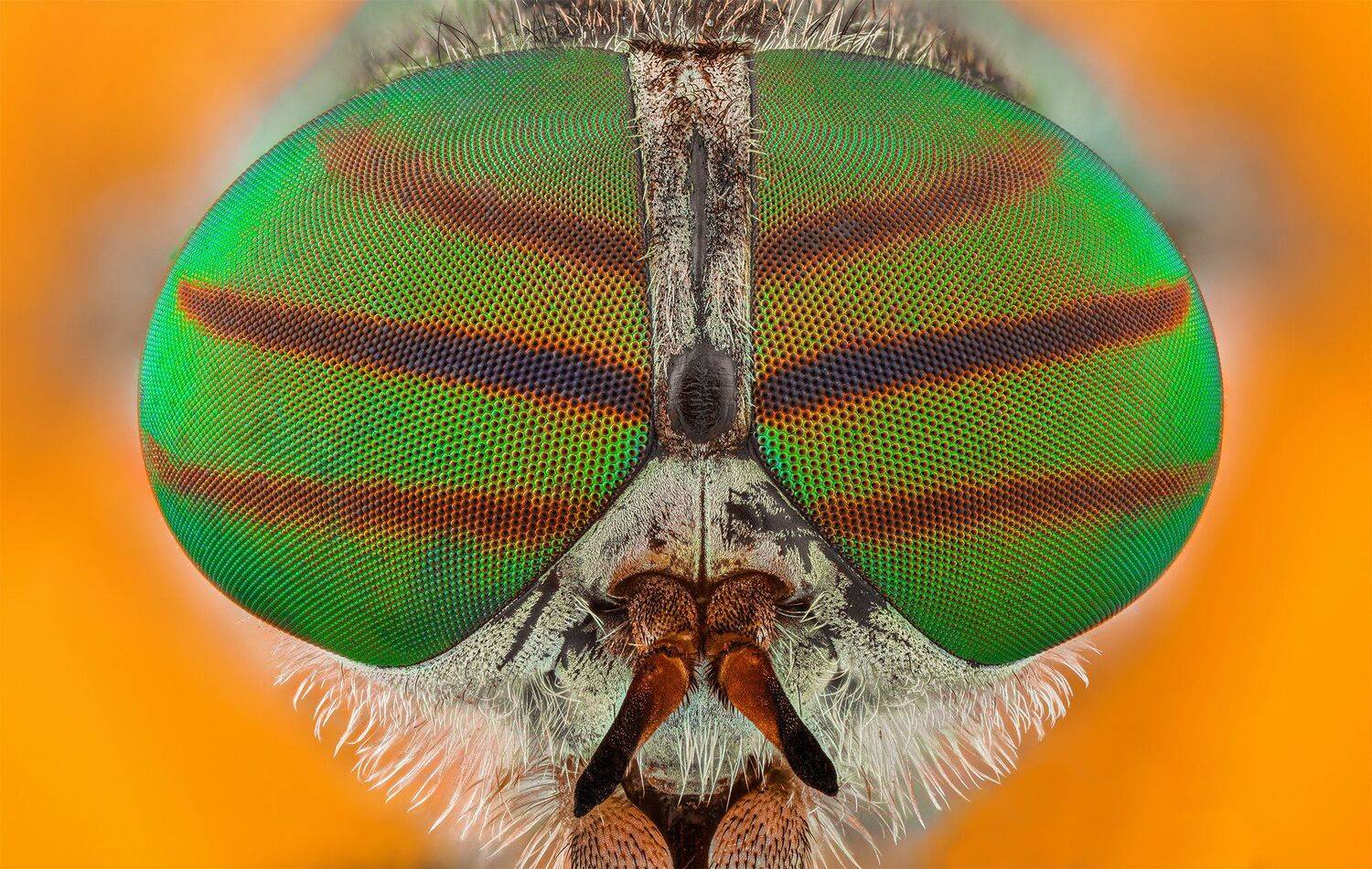 ceclii, macro, nikon d3400, lomo 3.7, Tsvetan Ganev