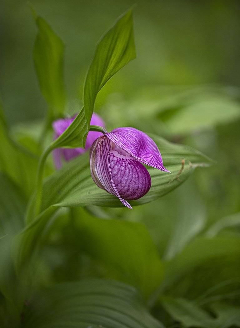 башмачок крупноцветковый, Евгений Слободской