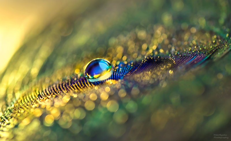 макро, капли, боке, макрофото, macro, drops, bokeh, macro photo, *** фото превью